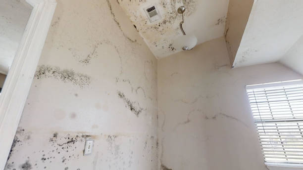 Best Basement Mold Removal  in Underwood, IA