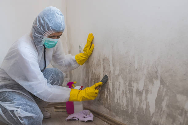 Best Black Mold Removal  in Underwood, IA