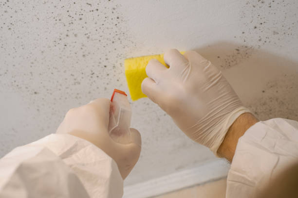 Best Mold Documentation for Insurance Claims  in Underwood, IA