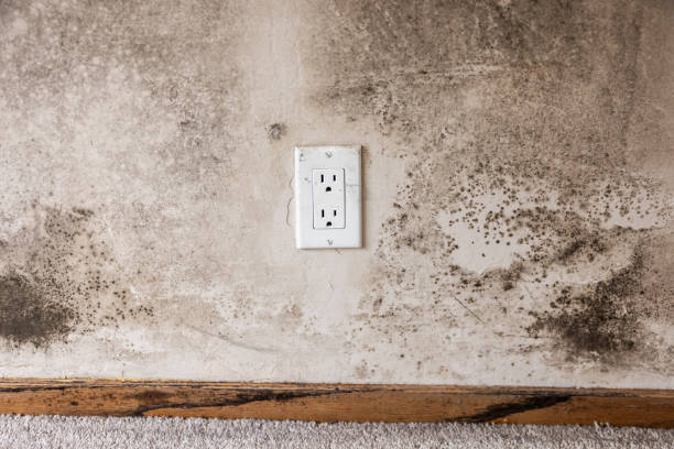 Forensic Mold Investigation in Underwood, IA